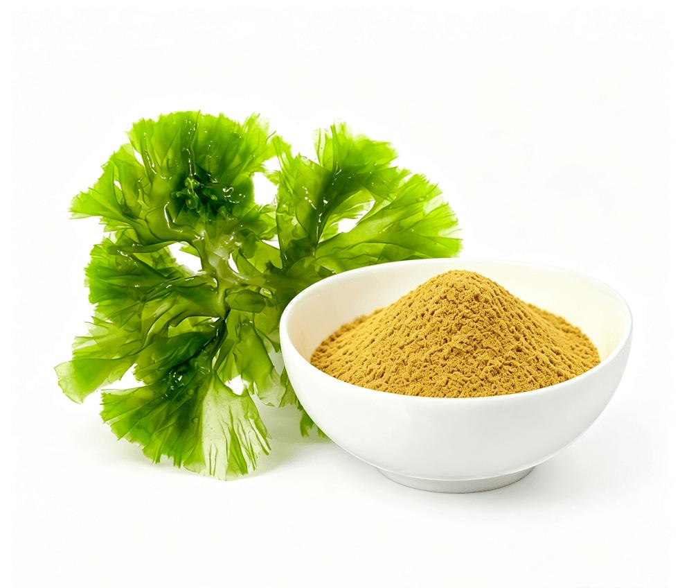 Algae Omega-3 18% DHA Powder