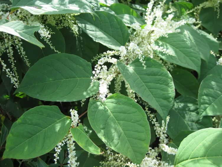 Polygonum Cuspidatum Raw Material