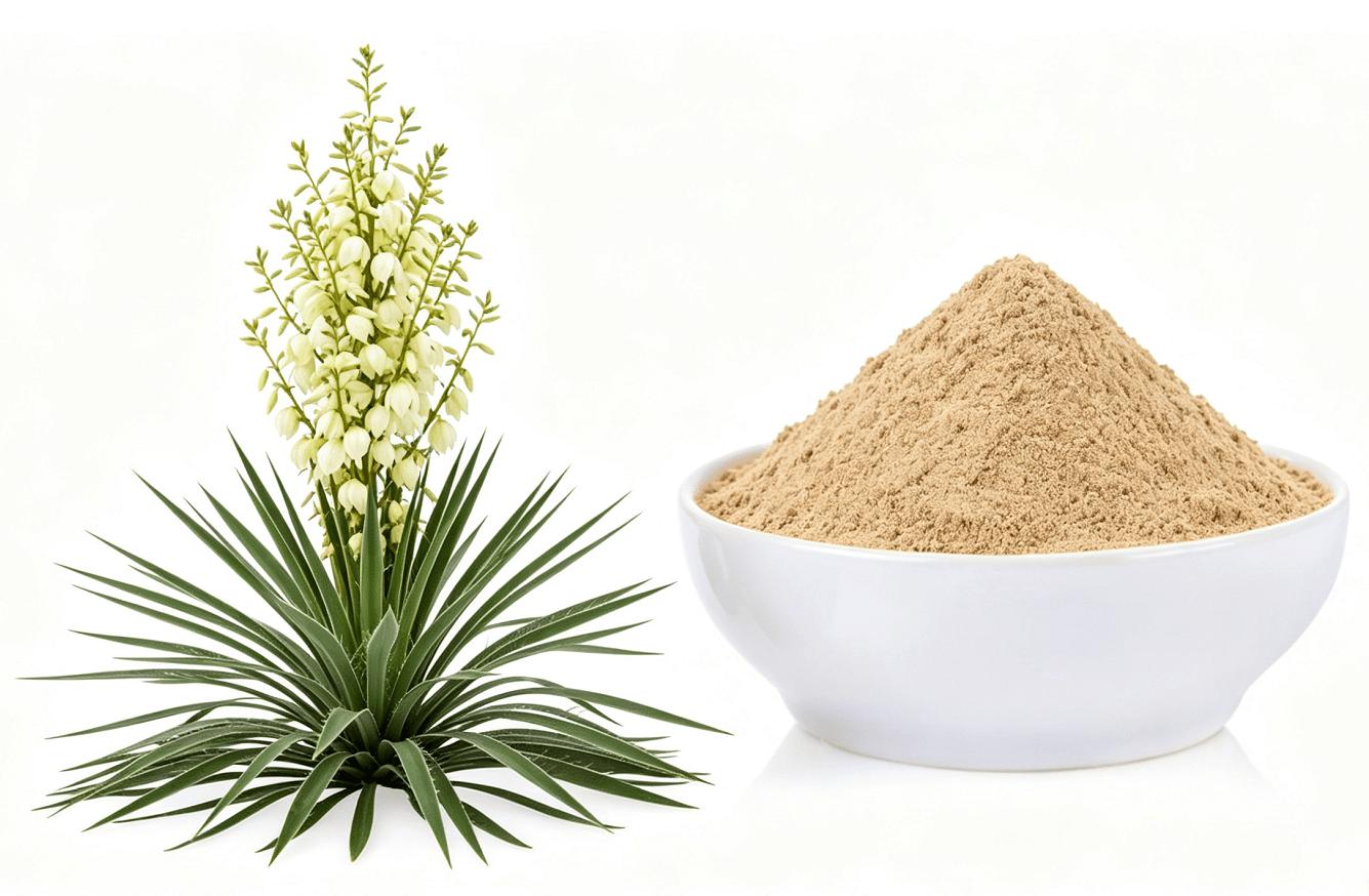 Yucca Schidigera Extract